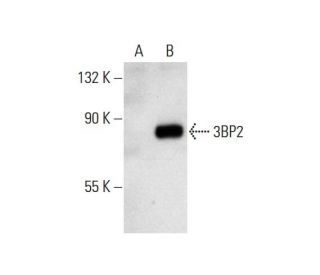 3BP2 Antibody (C-5) - Western Blotting - Image 127724 