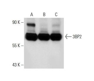 3BP2 Antibody (E-3) - Western Blotting - Image 72341 