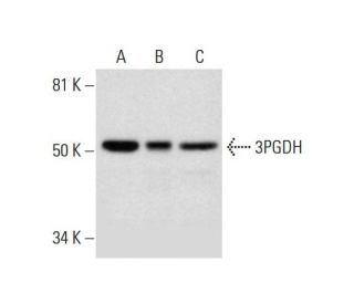 3PGDH Antibody (B-1) - Western Blotting - Image 289954 