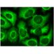3PGDH Antibody (B-3) - Immunofluorescence - Image 296471 