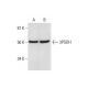 3PGDH Antibody (B-3) - Western Blotting - Image 294489 