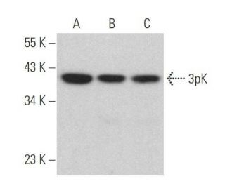 3pK Antibody (C-12) - Western Blotting - Image 358920 