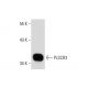 PLSCR3 (N-15): sc-68122. Western blot analysis of PLSCR3 expression in 3T3-L1 whole cell lysate.