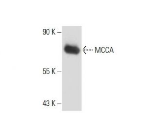 MCCA Antibody (A-4) - Western Blotting - Image 133908 