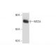 MCCA Antibody (A-4) - Western Blotting - Image 133908 