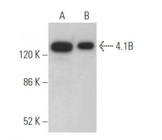 4.1B Antibody (B-6) - Western Blotting - Image 367617 