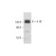 4.1B Antibody (F-11) - Western Blotting - Image 305730 