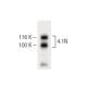 4.1N Antibody (4) - Western Blotting - Image 60223 