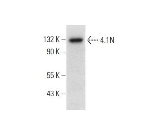 4.1N Antibody (B-7) - Western Blotting - Image 323787 