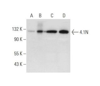 4.1N Antibody (H-1) - Western Blotting - Image 323798 