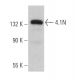 4.1N Antibody (H-1) - Western Blotting - Image 367388