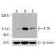 4.1N Antibody (H-1) - Western Blotting - Image 415674 