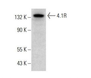 4.1R Antibody (D-11) - Western Blotting - Image 380342 