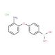 4-(2-Aminophenoxy)phenylboronic acid, HCl (CAS 957063-10-4) - chemical structure image
