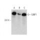 53BP1 Antibody (6B3E10) - Western Blotting - Image 374540 