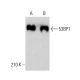 53BP1 Antibody (6B3E10) - Western Blotting - Image 380169 