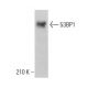 53BP1 Antibody (6B3E10) - Western Blotting - Image 380172