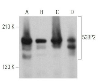 53BP2 Antibody (H-4) - Western Blotting - Image 358897