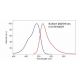 6-Carboxyfluorescein: sc-214365