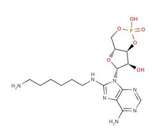 8-(6-Aminohexyl)aminoadenosine 3&prime;:5&prime;-cyclic monophosphate (CAS 39824-30-1) - chemical structure image
