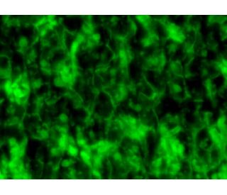 8-OHdG Antibody (E-8) - Immunofluorescence - Image 298532