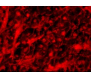 8-OHdG Antibody (F-12) - Immunofluorescence - Image 298531