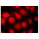 8-oxoG DNA Lesion Antibody (483.15) - Immunofluorescence - Image 142935