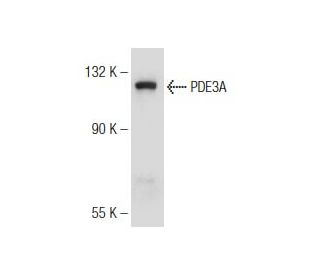 A-10 Cell Lysate: sc-3806. Western blot analysis of PDE3A expression... 