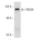 A-10 Cell Lysate: sc-3806. Western blot analysis of PDE3A expression... 