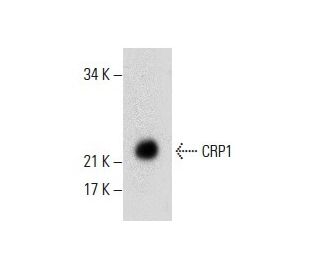 A-10 nuclear extract: sc-24959. Western blot analysis of CRP1 expression... 