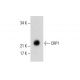 A-10 nuclear extract: sc-24959. Western blot analysis of CRP1 expression... 
