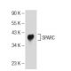 SPARC Antibody (AON-1) - Western Blotting - Image 125536