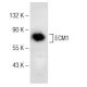 ECM1 Antibody (C-12) - Western Blotting - Image 146383 