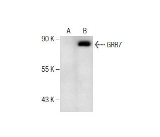 A-431 + EGF Whole Cell Lysate: sc-2202. Western blot analysis...