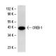 CREB-1 (240): sc-58. Western blot analysis of CREB-1 expression in A-431 nuclear extract.