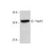 Rad51 Antibody (G-5) - Western Blotting - Image 164094 