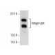 A-431 + pervanadate Cell Lysate: sc-24654. Western blot analysis of...