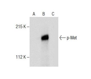 A-431 + pervanadate Cell Lysate: sc-24654. Western blot analysis of... 