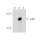 A-431 + pervanadate Cell Lysate: sc-24654. Western blot analysis of... 