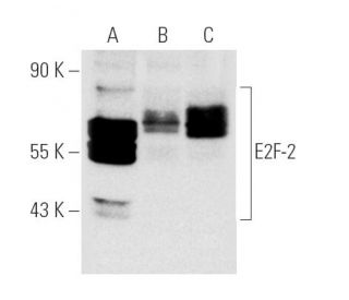 A-431 + PMA nuclear extract: sc-2123. Western blot analysis of...