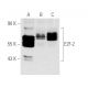 A-431 + PMA nuclear extract: sc-2123. Western blot analysis of...