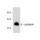 podoplanin Antibody (E-1) - Western Blotting - Image 157850 
