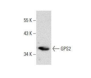 GPS2 Antibody (1E2) - Western Blotting - Image 137901 