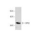 GPS2 Antibody (1E2) - Western Blotting - Image 137901 