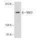NSD3 Antibody (H-8) - Western Blotting - Image 148632