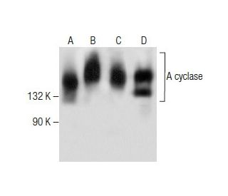 Adenylate cyclase/ADCY Antibody (C-5) - Western Blotting - Image 282569 