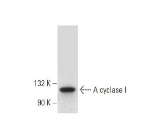 Adenylate cyclase 1/AC1/ADCY1 Antibody (F-10) - Western Blotting - Image 139433 