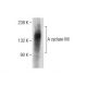 Adenylate cyclase 8/AC8/ADCY8 Antibody (B-4) - Western Blotting - Image 284508