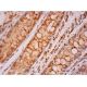 Adenylate cyclase 8/AC8/ADCY8 Antibody (B-6) - Immunohistochemistry - Image 293402