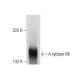 Adenylate cyclase 8/AC8/ADCY8 Antibody (B-6) - Western Blotting - Image 283477 